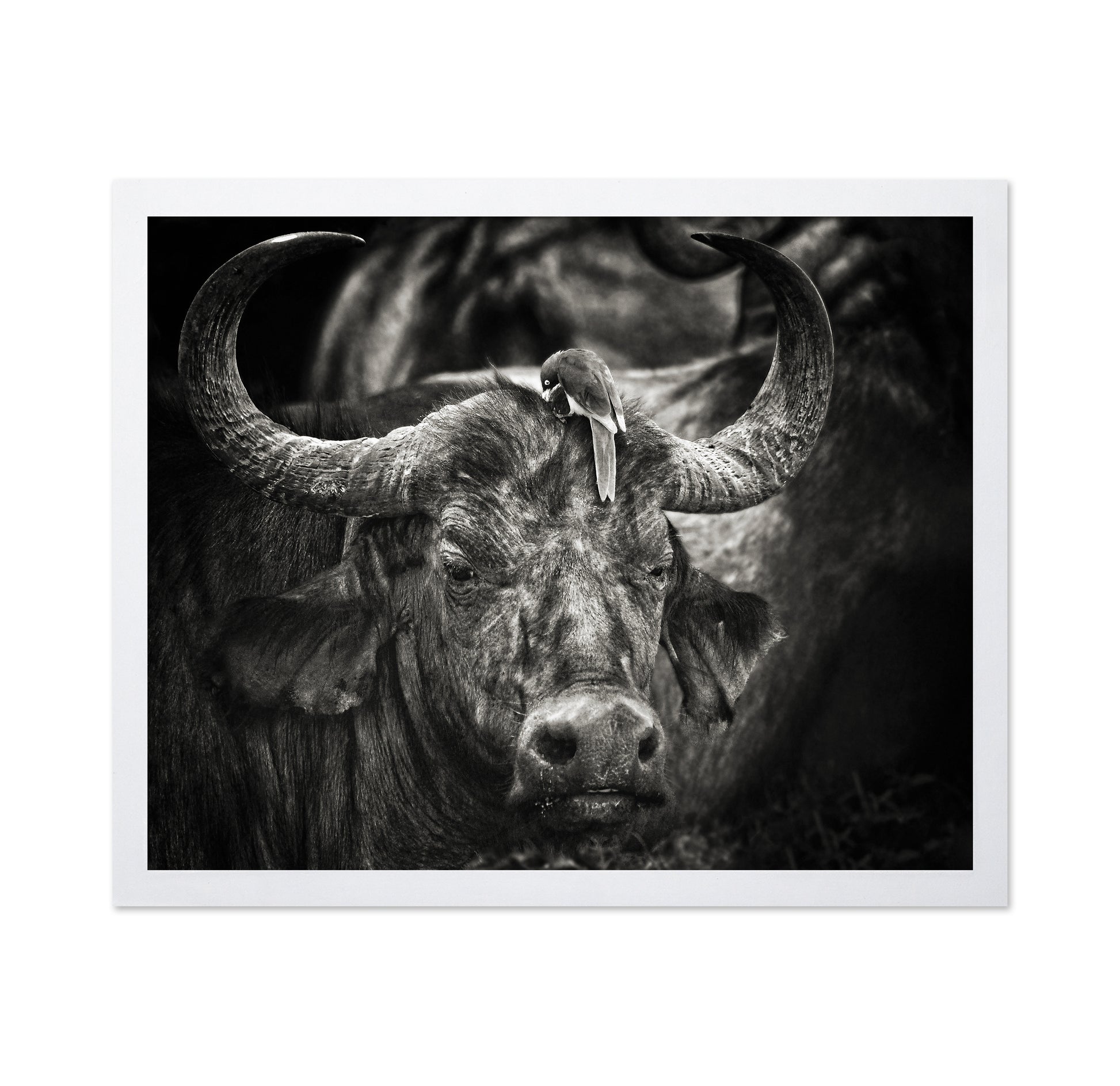 Buffalo With Oxpecker