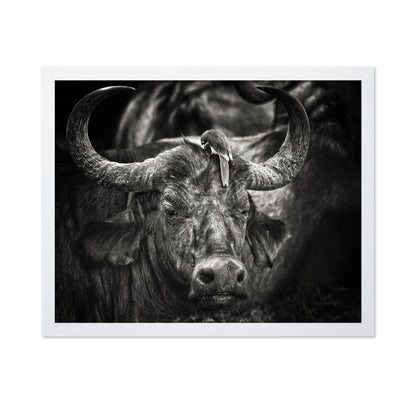 Buffalo With Oxpecker