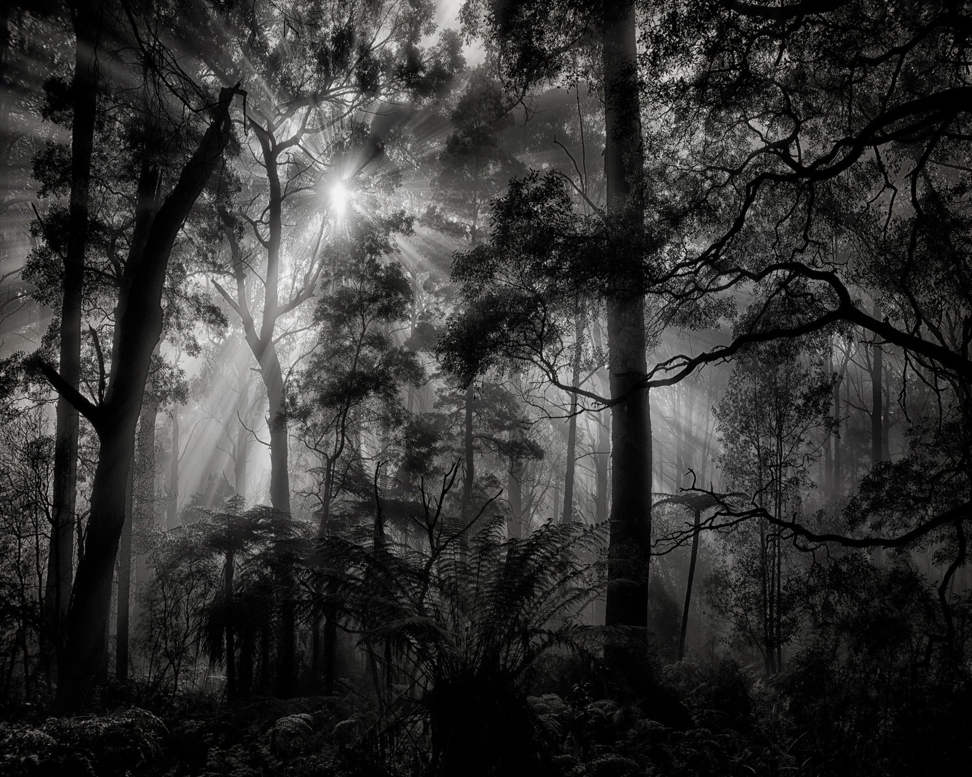Forest Light Rays No1