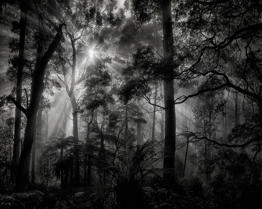 Forest Light Rays No1