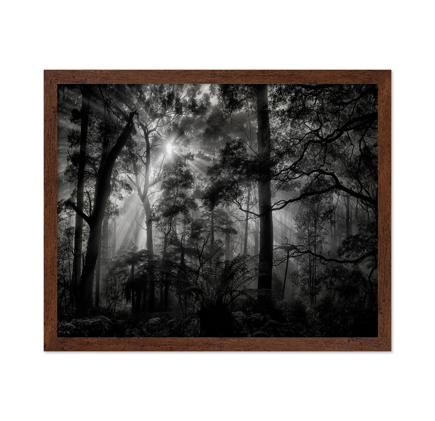 Forest Light Rays No1