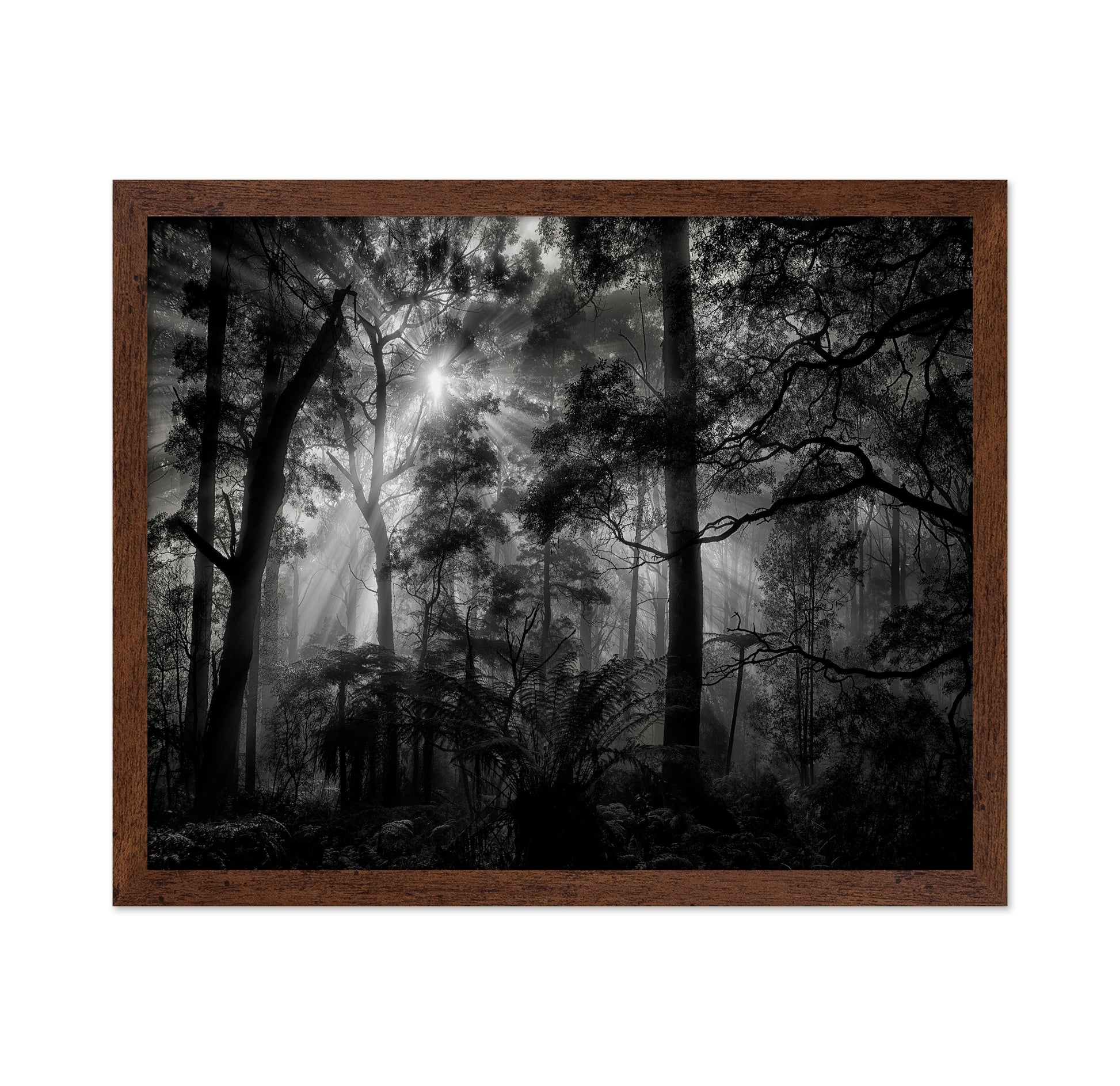 Forest Light Rays No1