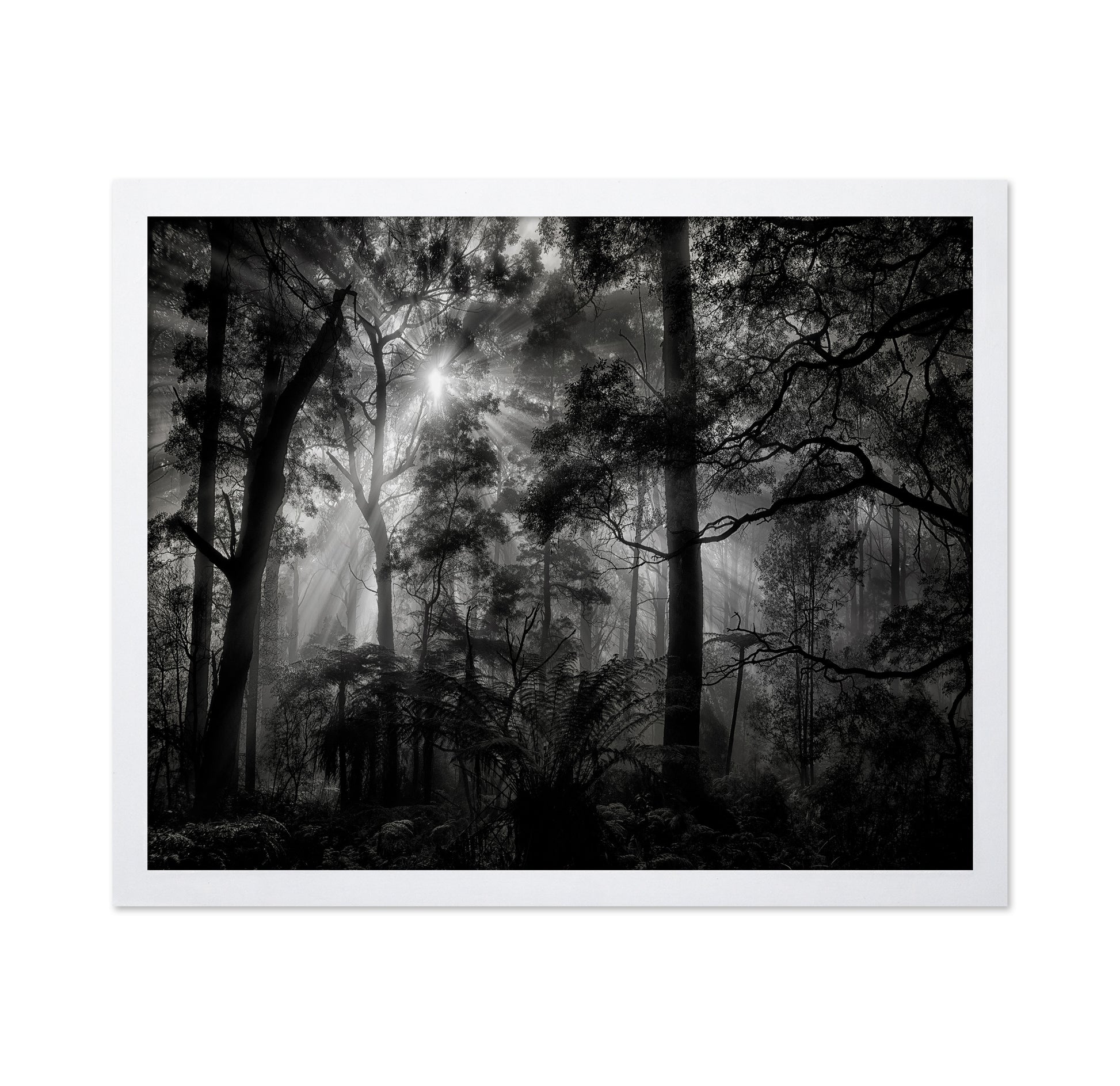 Forest Light Rays No1