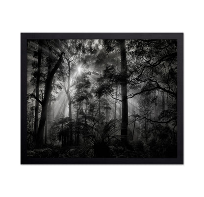 Forest Light Rays No1