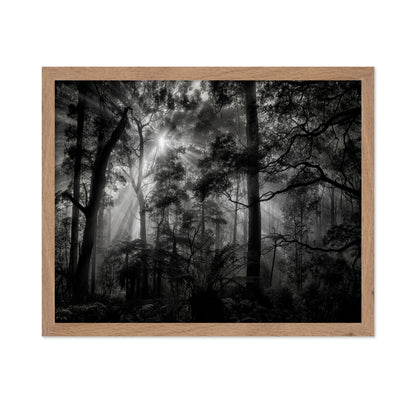 Forest Light Rays No1
