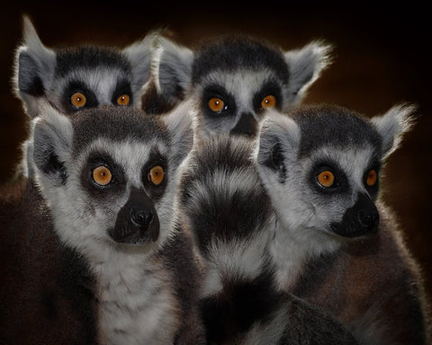Lemur Group Portrait