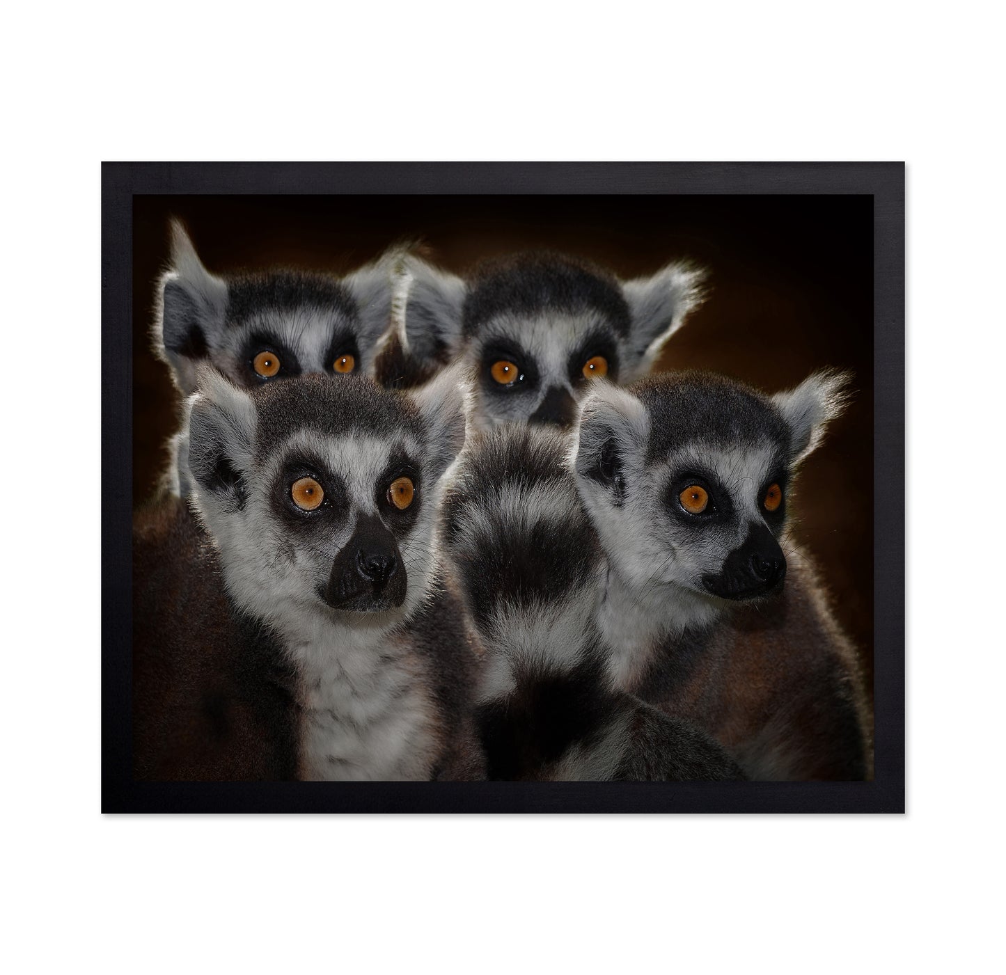 Lemur Group Portrait