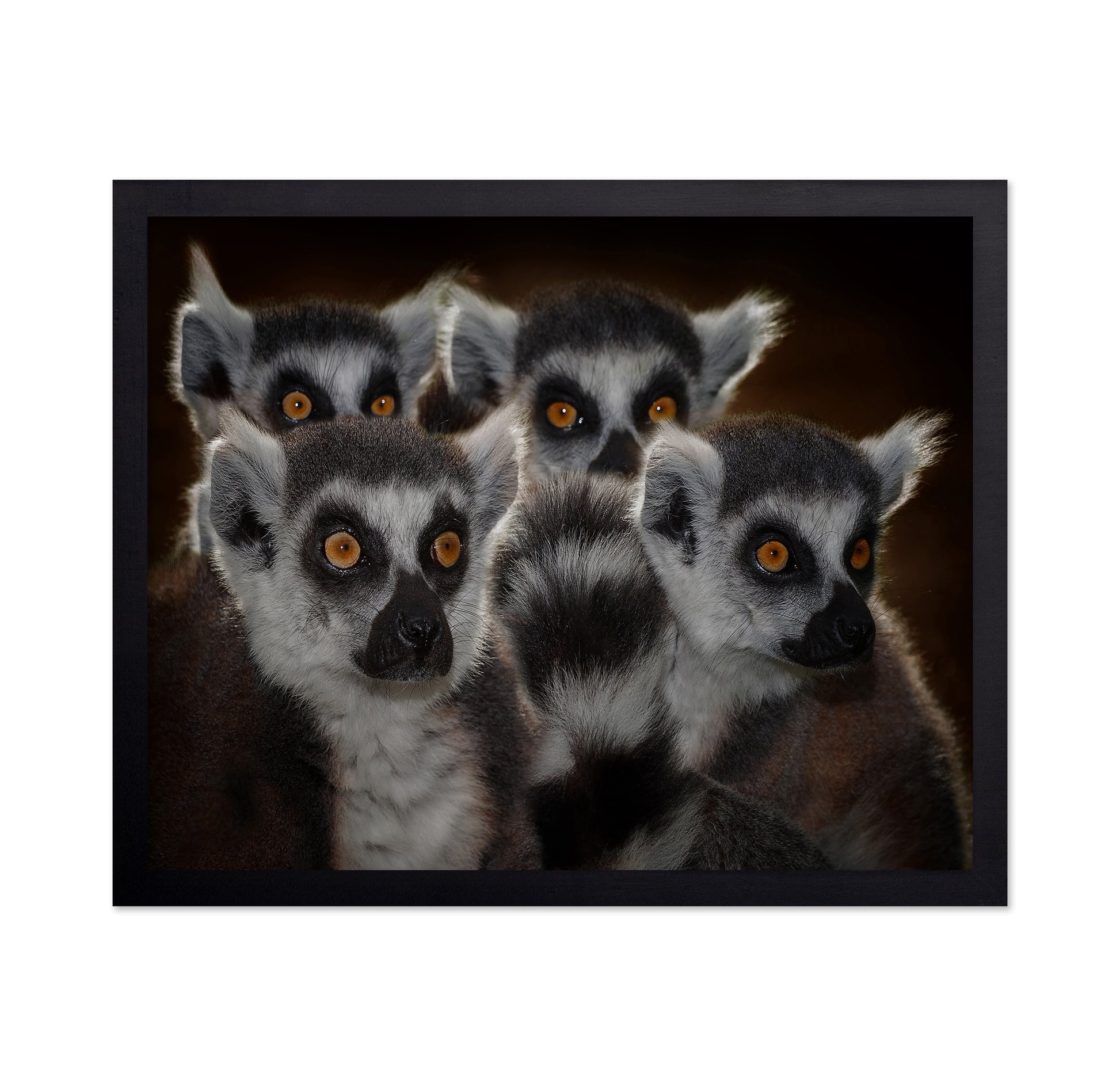 Lemur Group Portrait