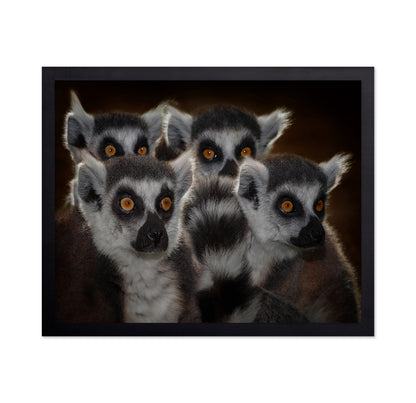 Lemur Group Portrait