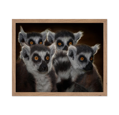 Lemur Group Portrait