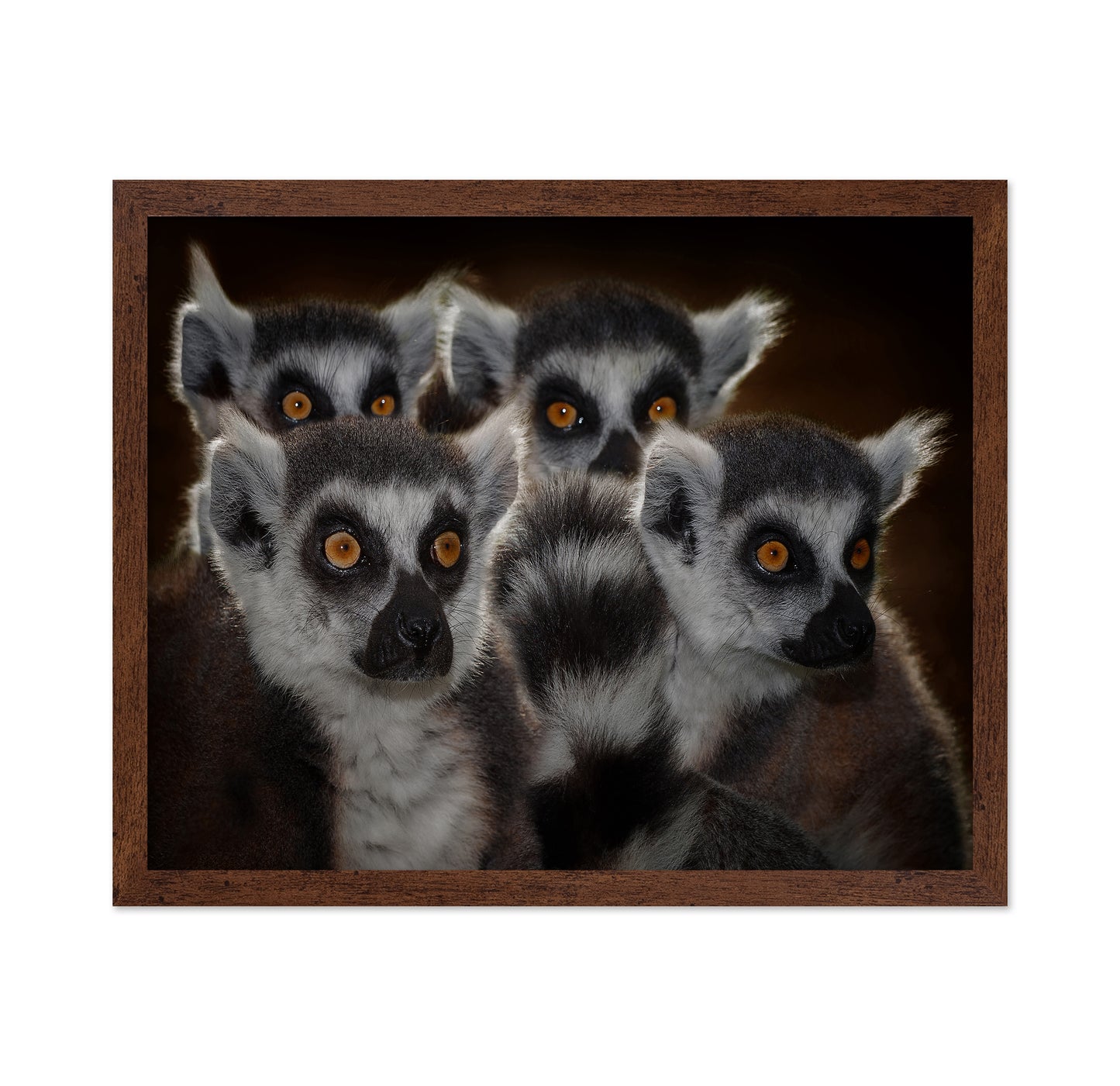 Lemur Group Portrait