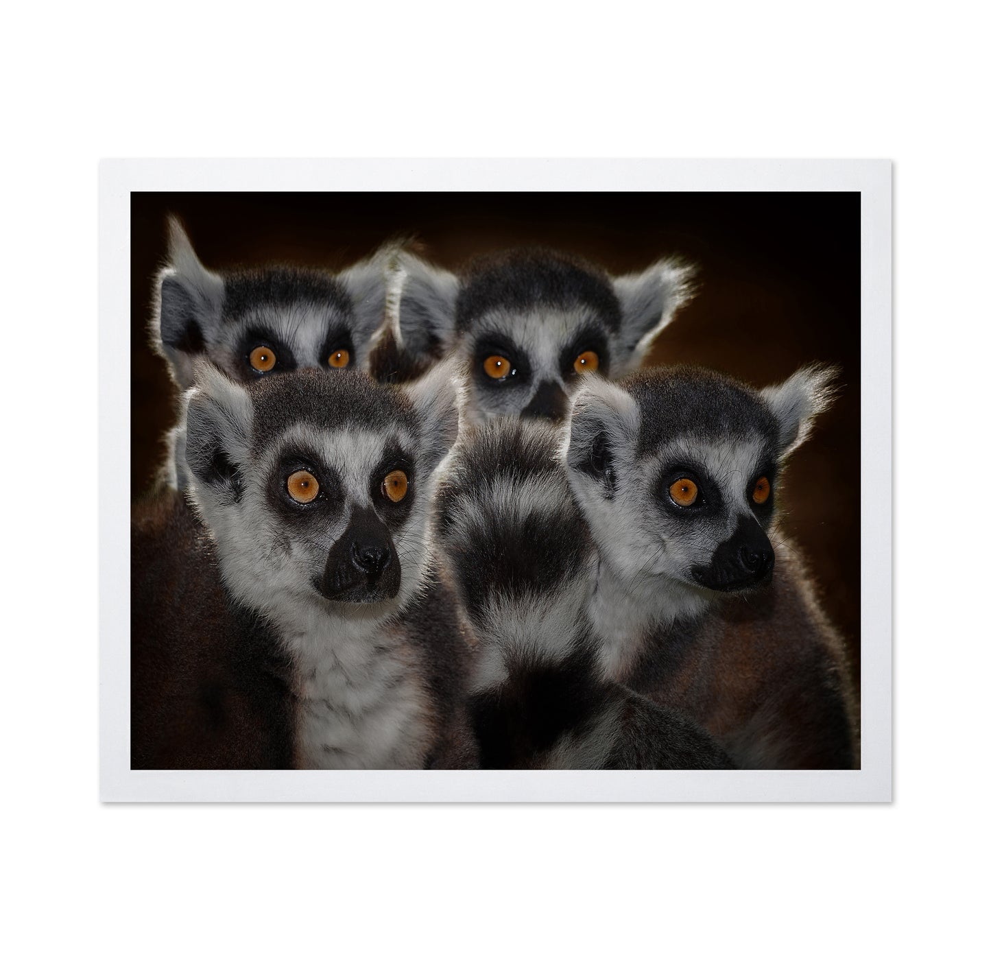 Lemur Group Portrait