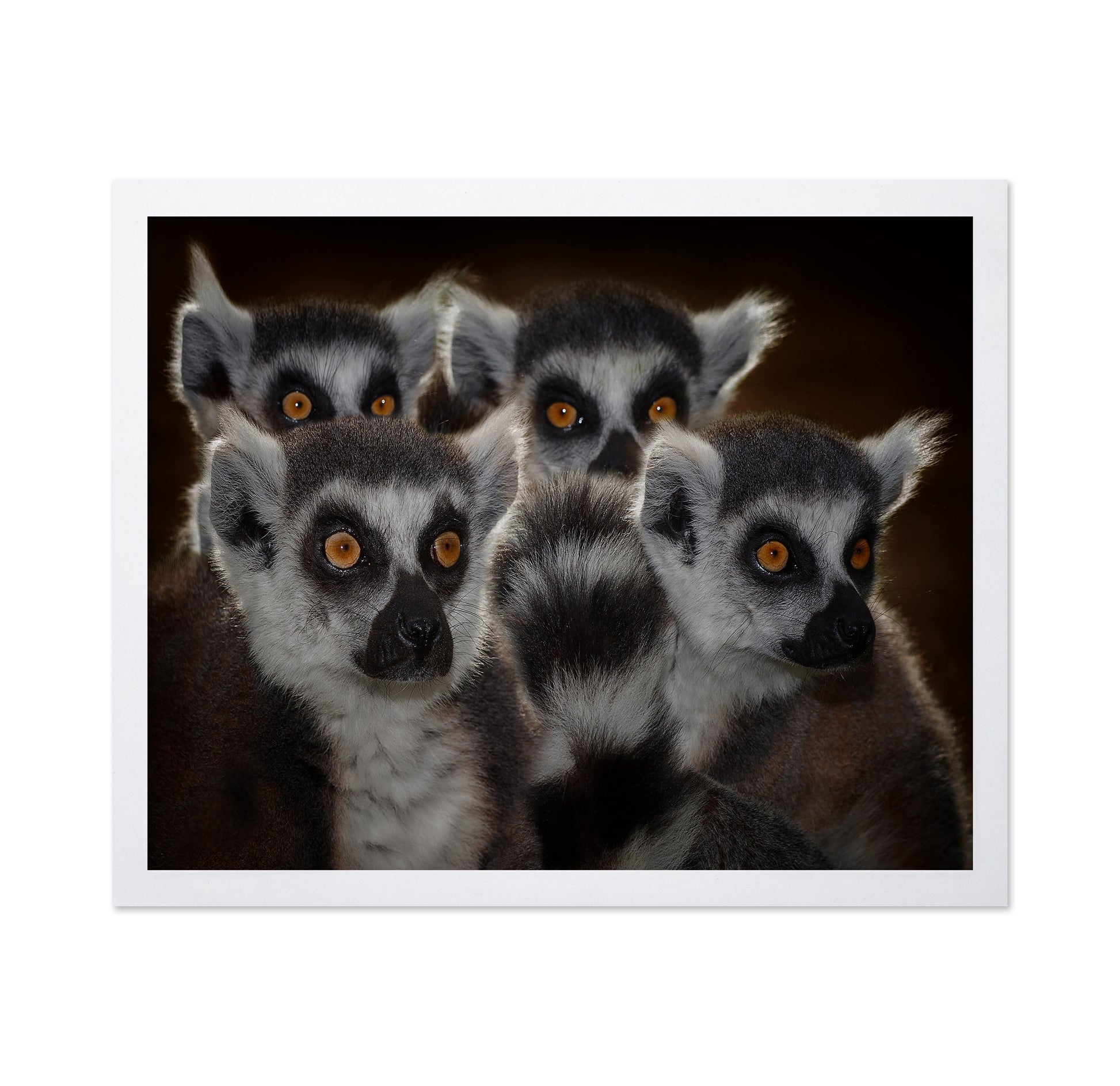 Lemur Group Portrait