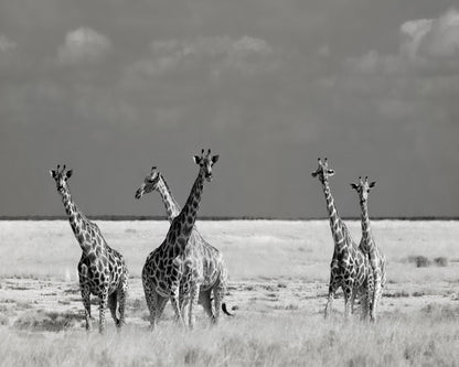 Giraffes On The Plains