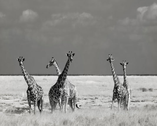 Giraffes On The Plains