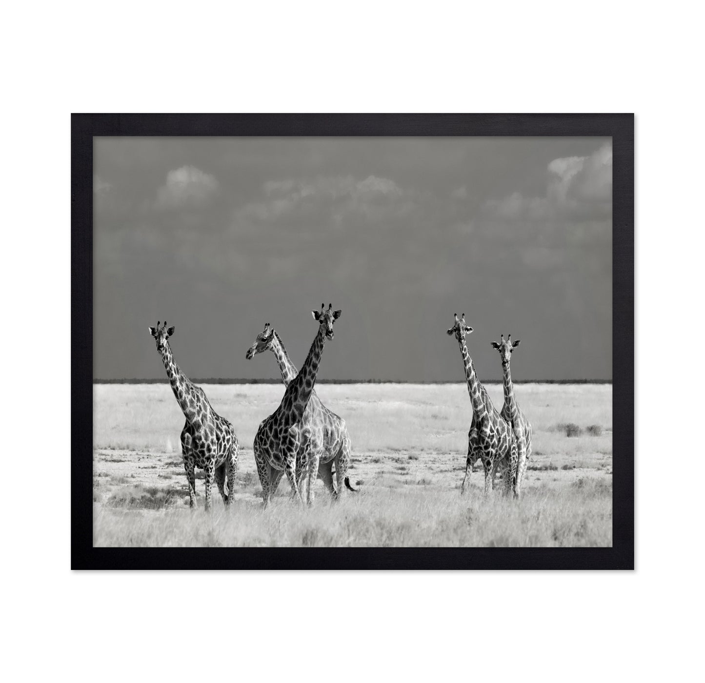 Giraffes On The Plains