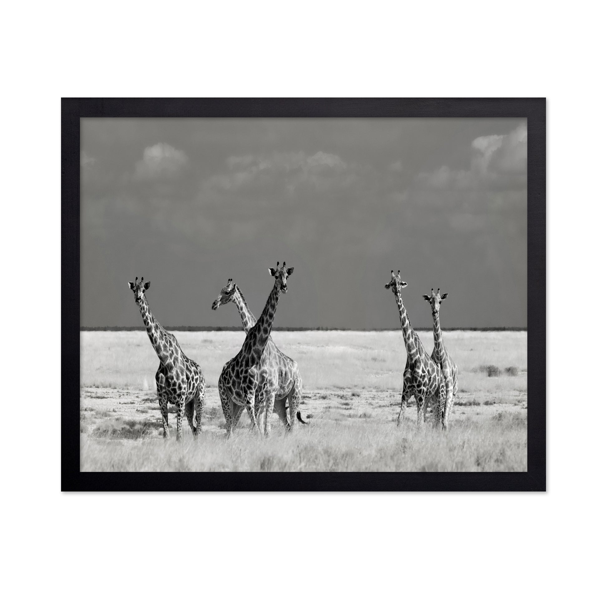 Giraffes On The Plains
