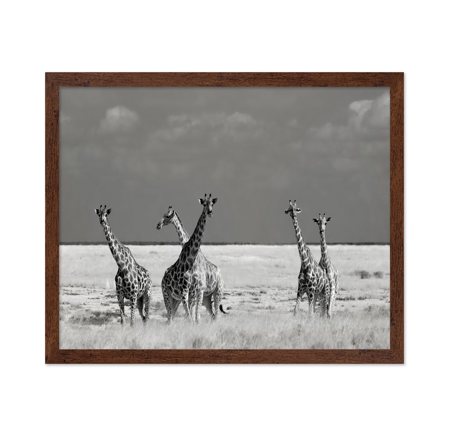 Giraffes On The Plains
