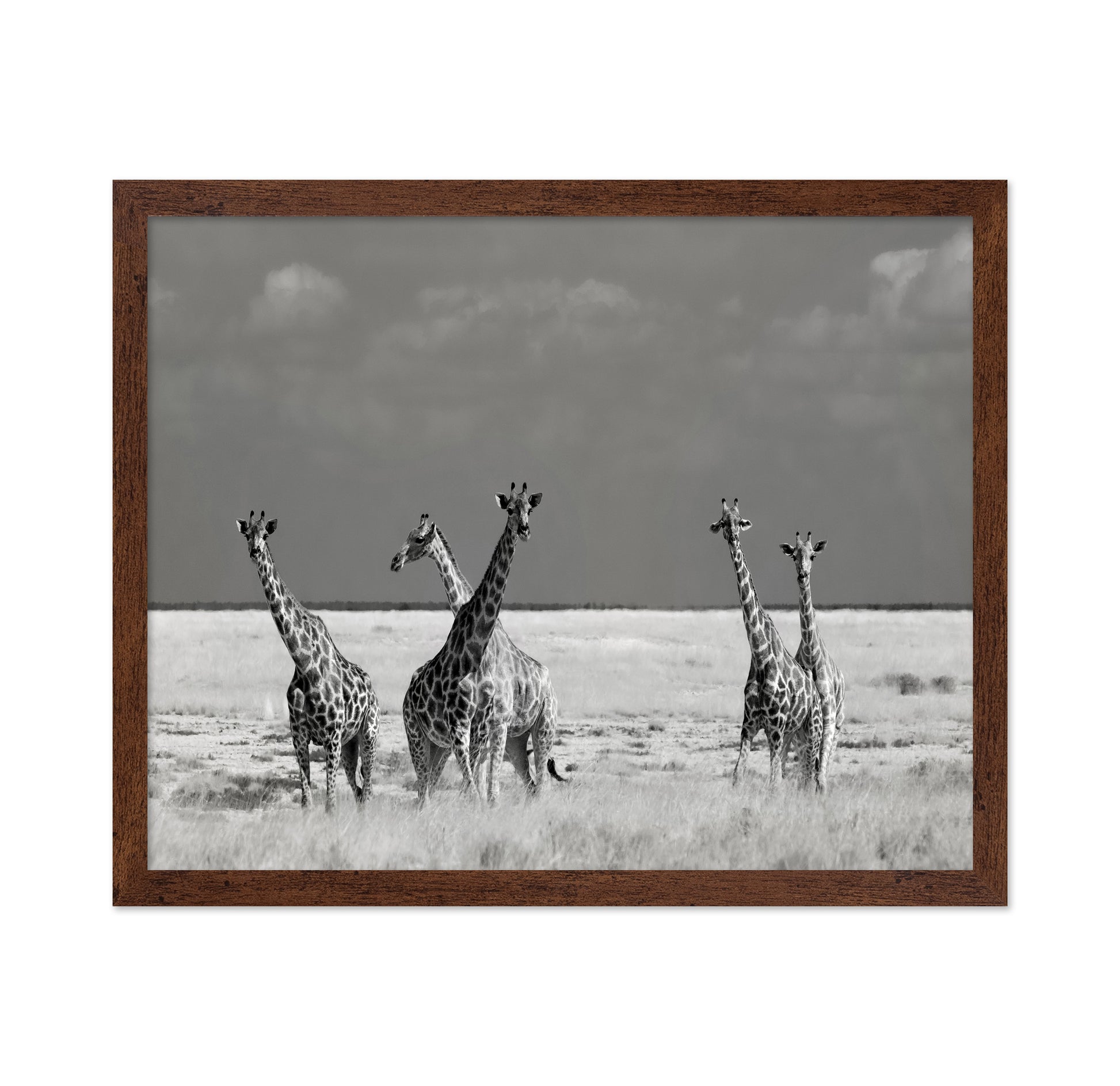Giraffes On The Plains