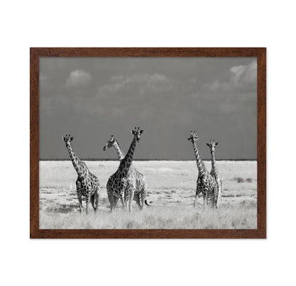 Giraffes On The Plains