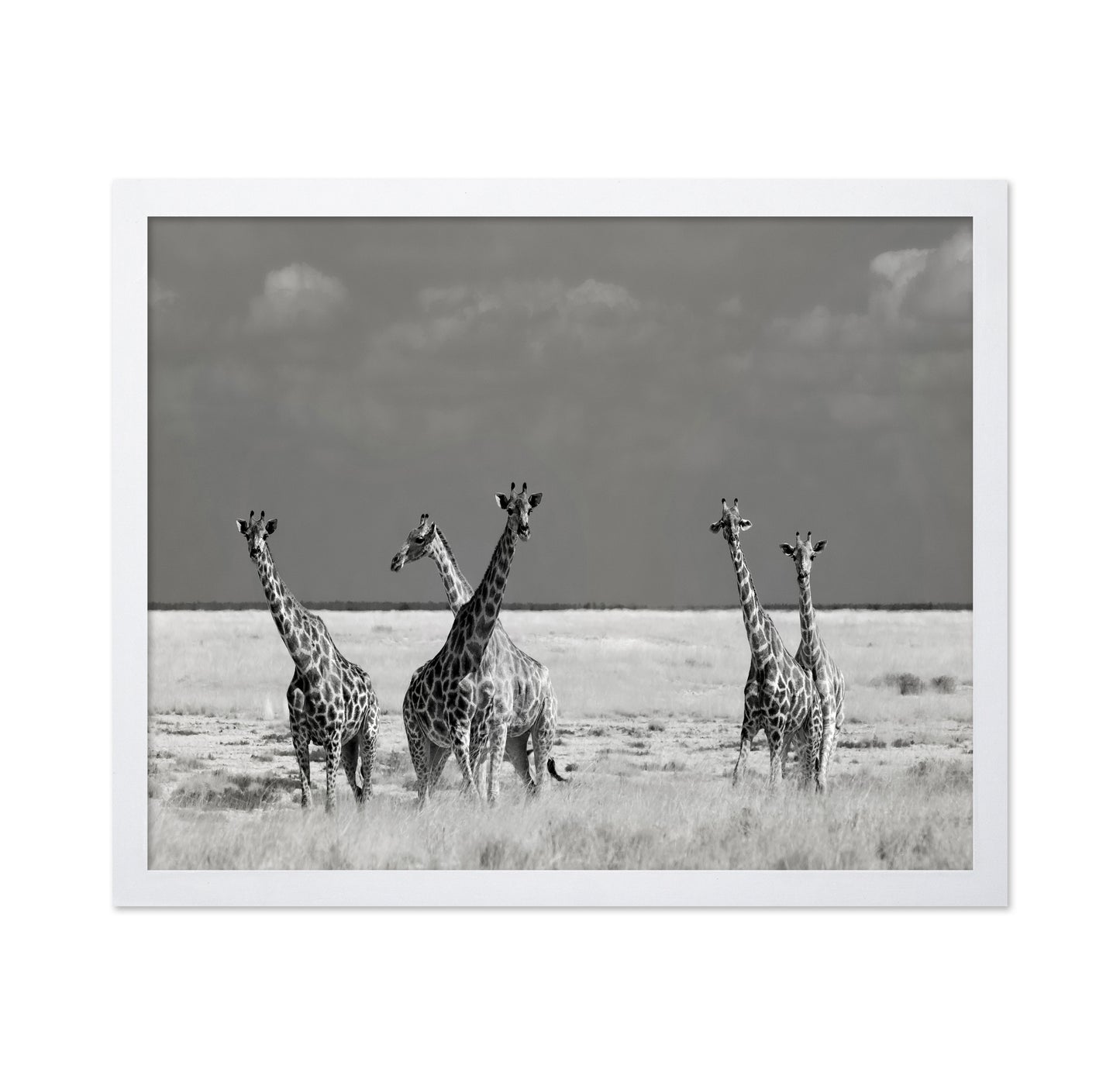 Giraffes On The Plains