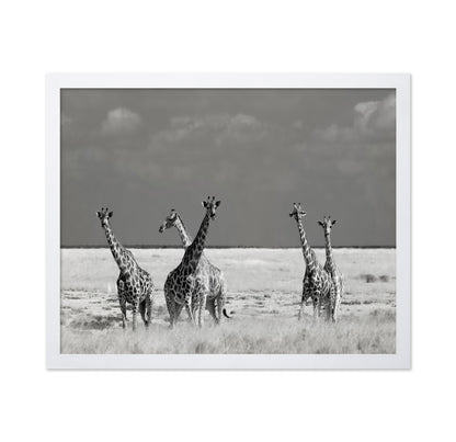 Giraffes On The Plains