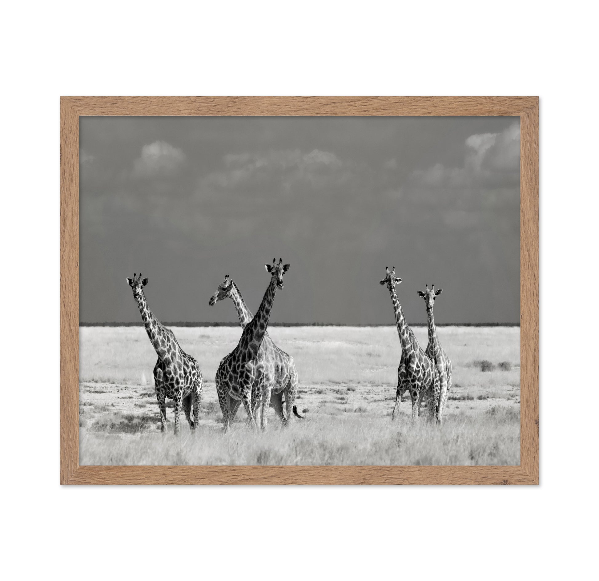 Giraffes On The Plains