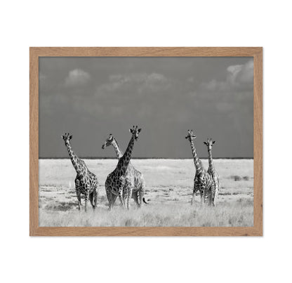 Giraffes On The Plains