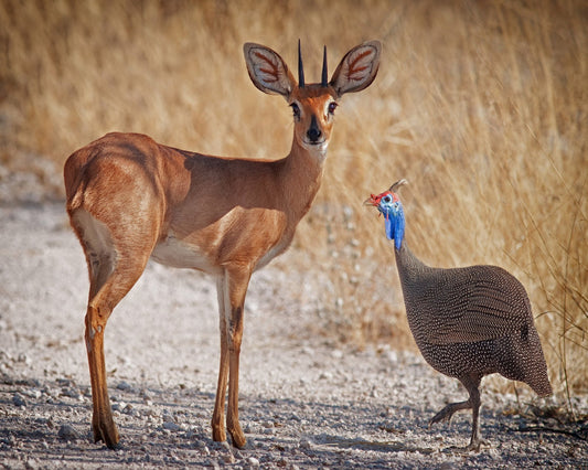 Antelope And Bird