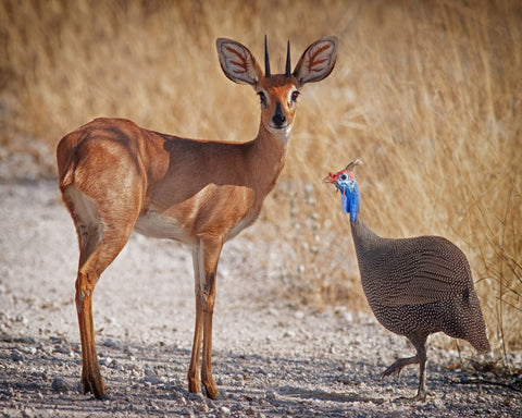 Antelope And Bird