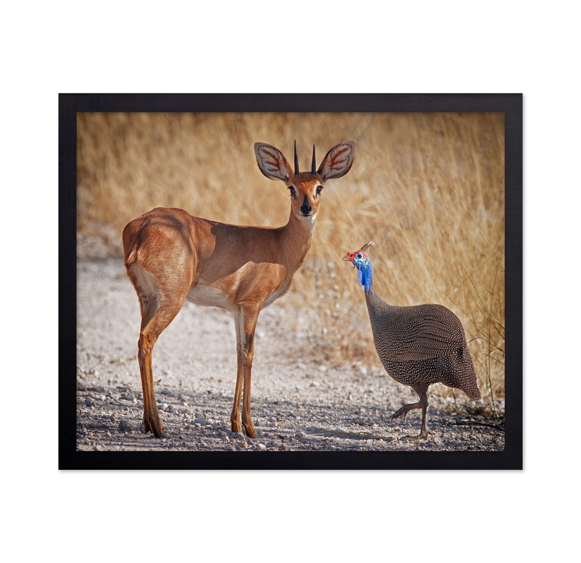 Antelope And Bird