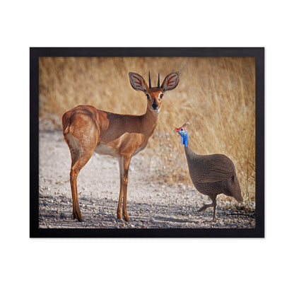 Antelope And Bird