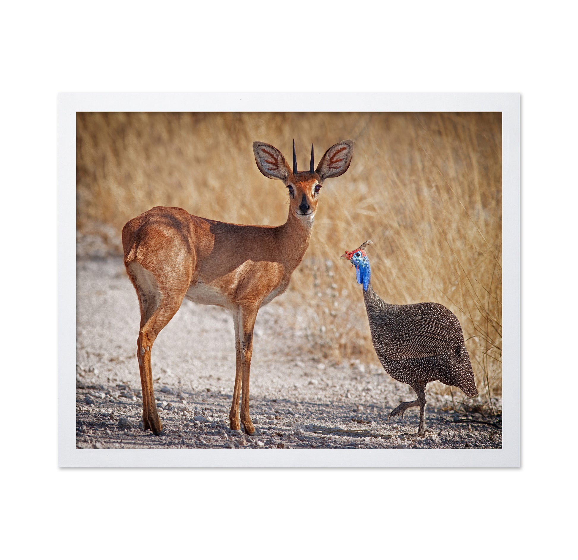 Antelope And Bird