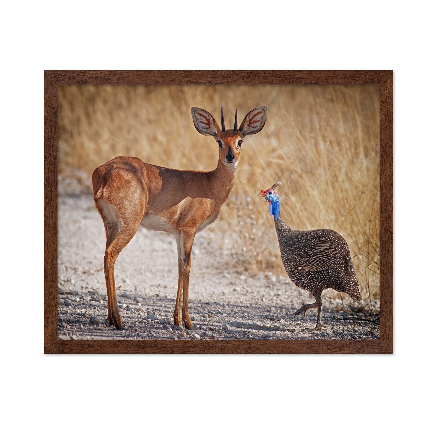Antelope And Bird