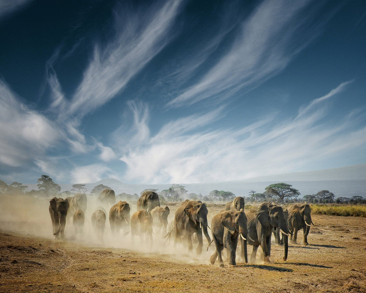 Elephant Herd March