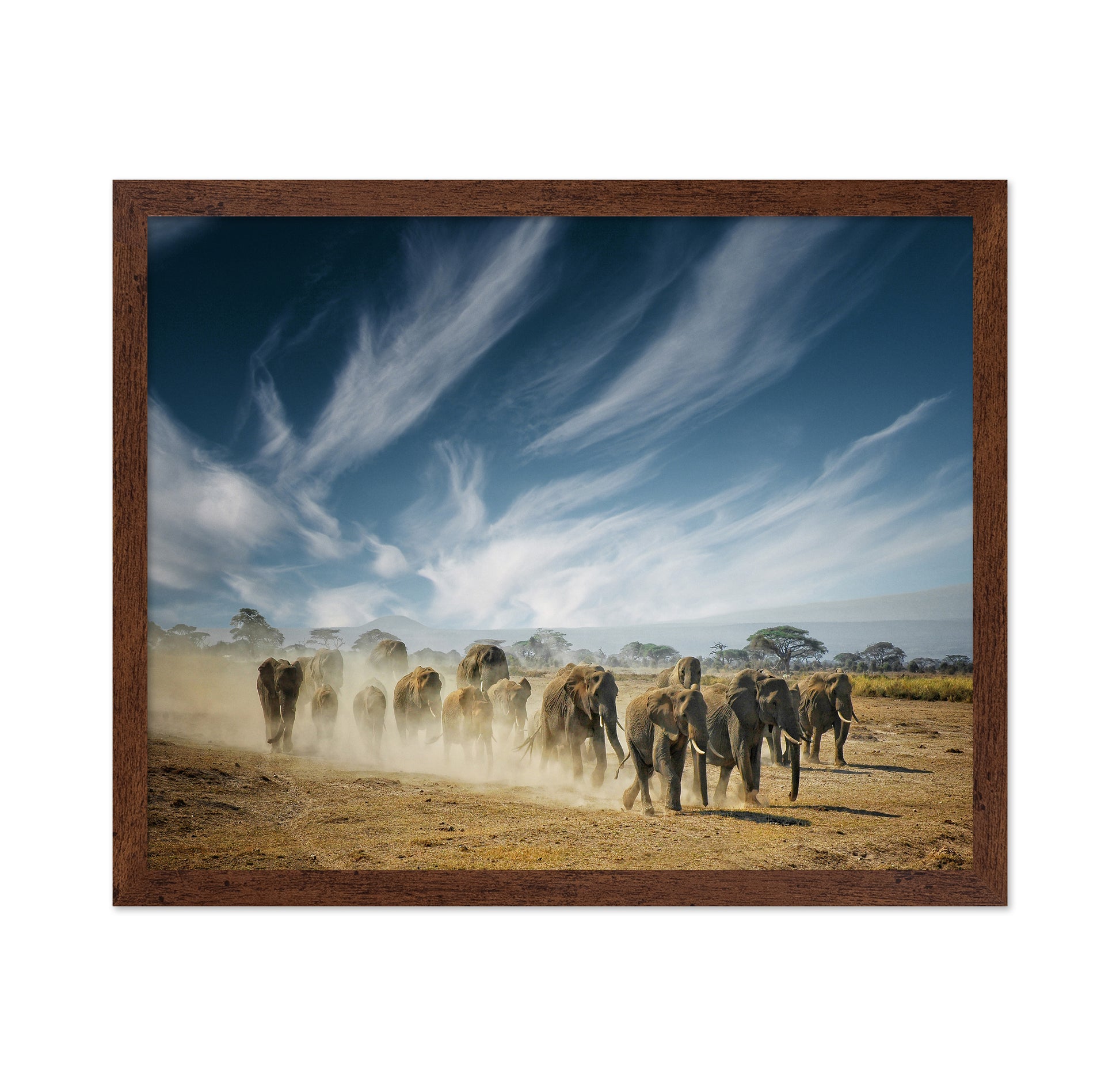 Elephant Herd March