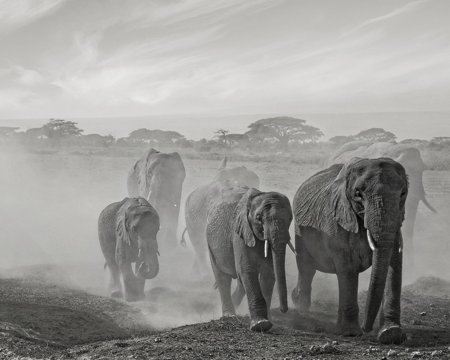 Elephant Walk In Dust