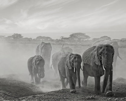 Elephant Walk In Dust
