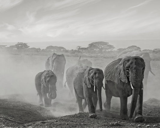 Elephant Walk In Dust