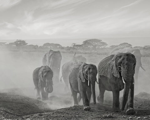Elephant Walk In Dust