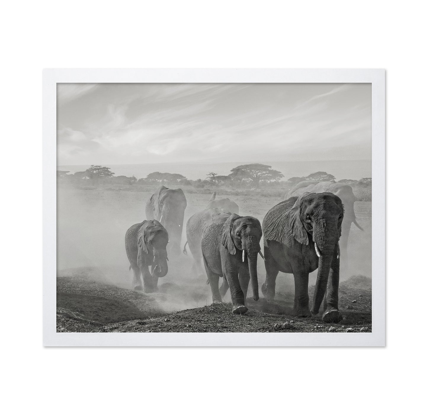Elephant Walk In Dust