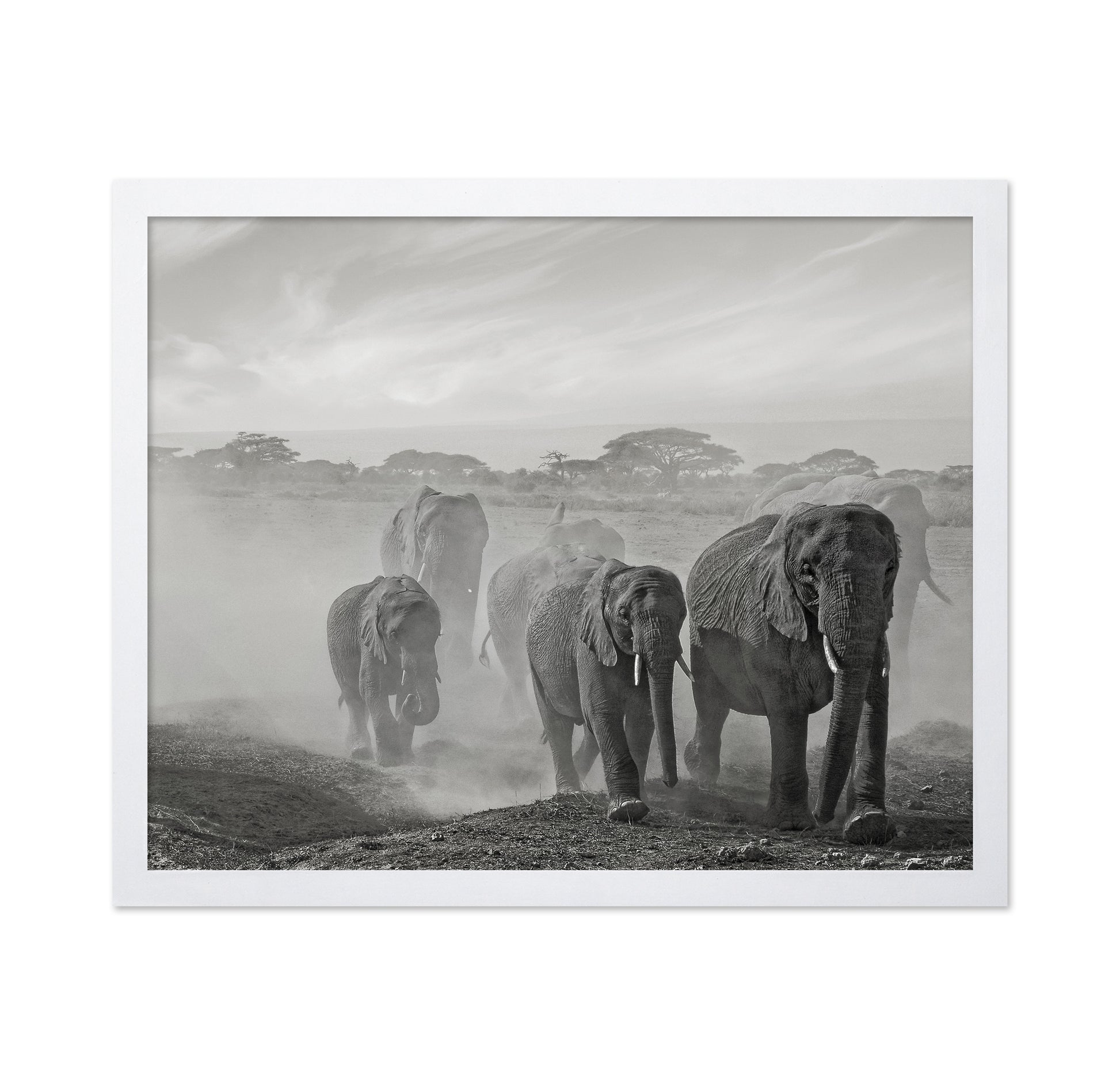 Elephant Walk In Dust
