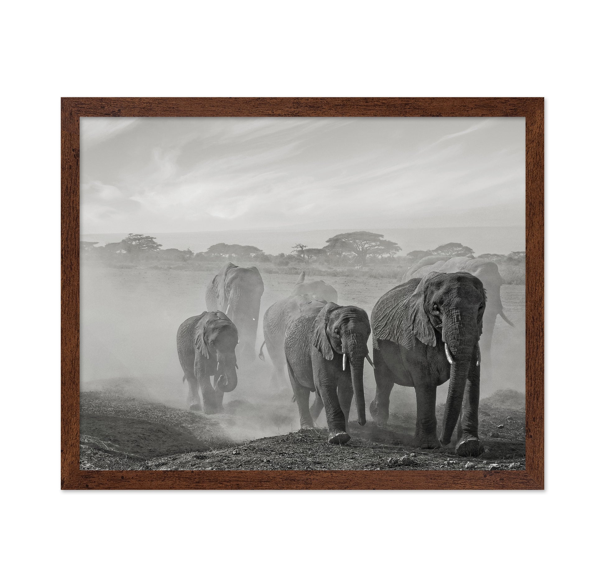 Elephant Walk In Dust