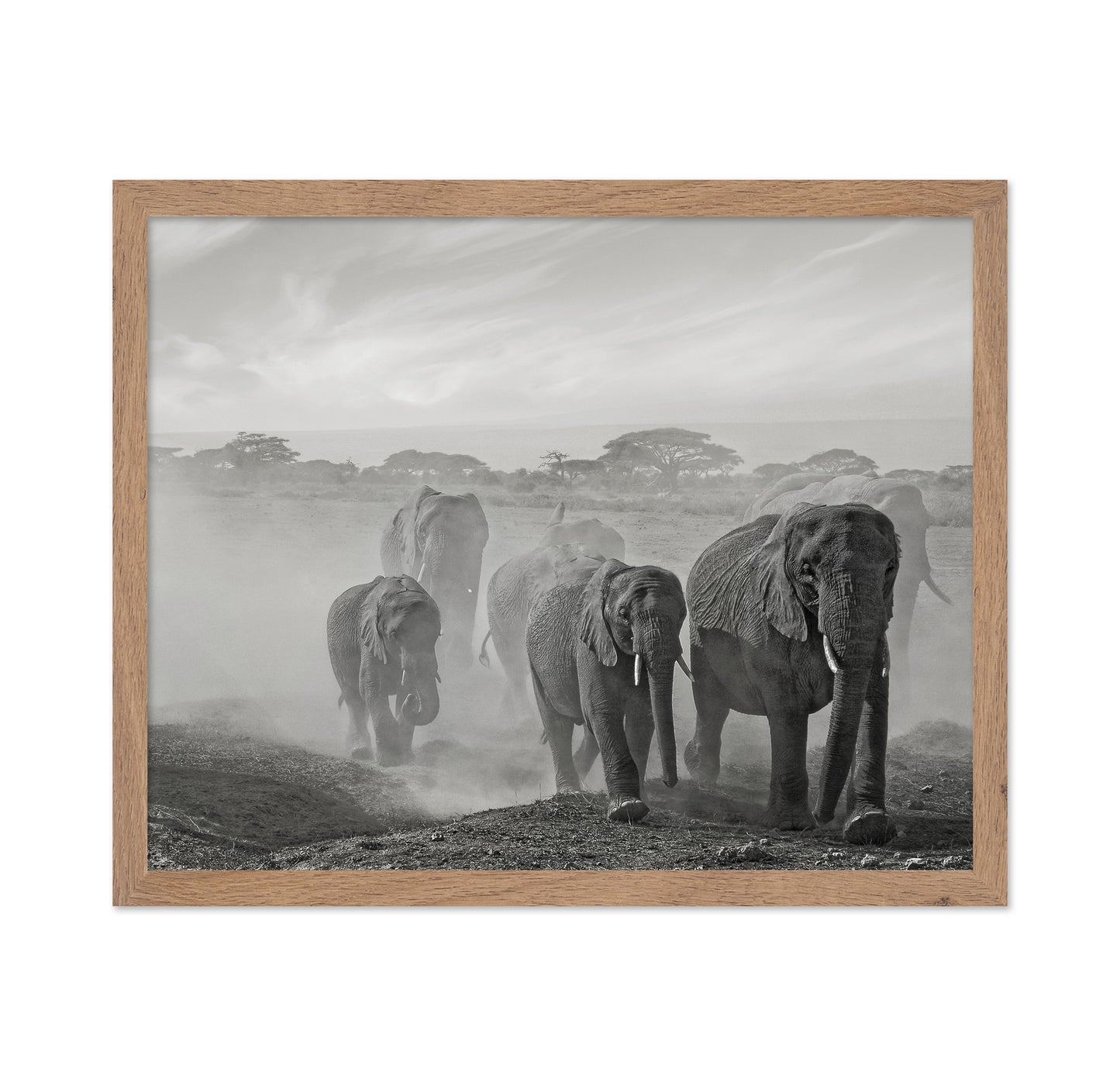 Elephant Walk In Dust