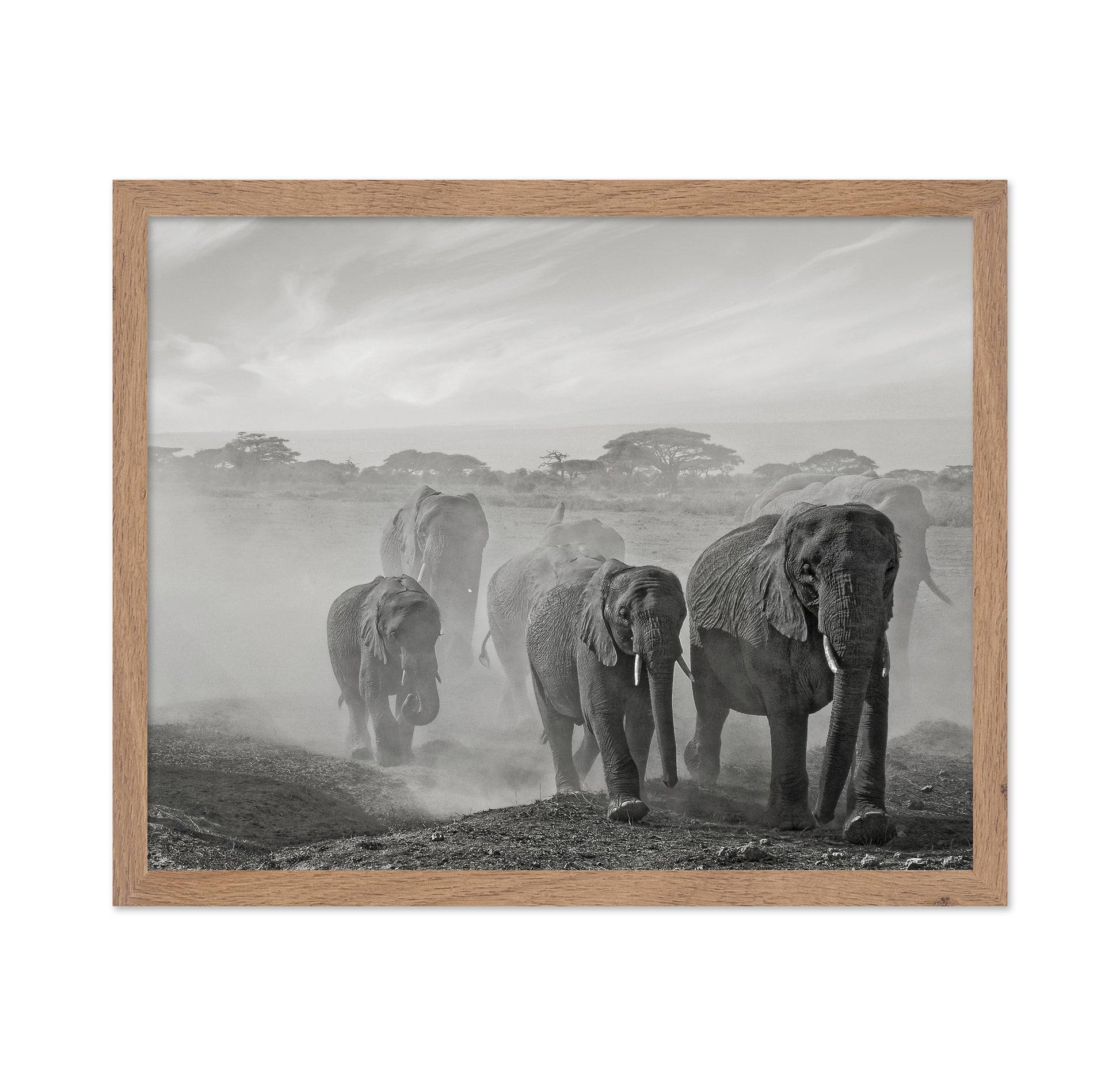 Elephant Walk In Dust