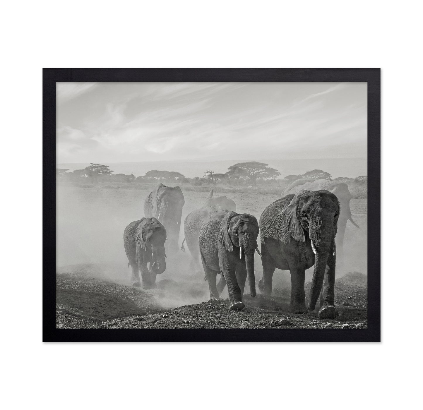 Elephant Walk In Dust