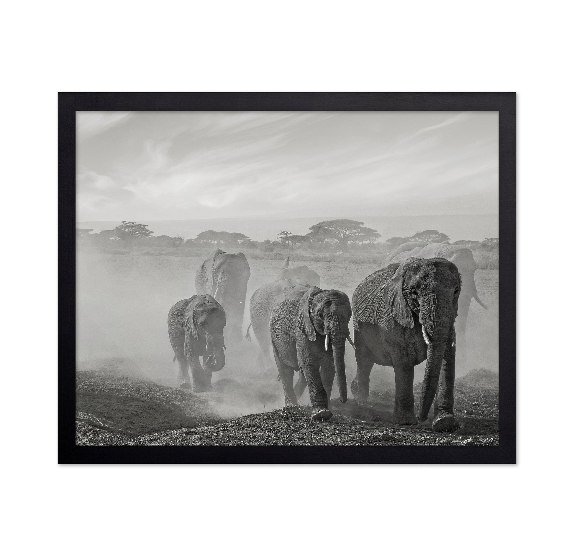Elephant Walk In Dust