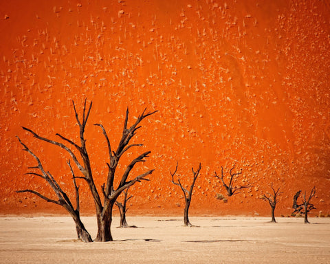 Desert Trees Silhouette