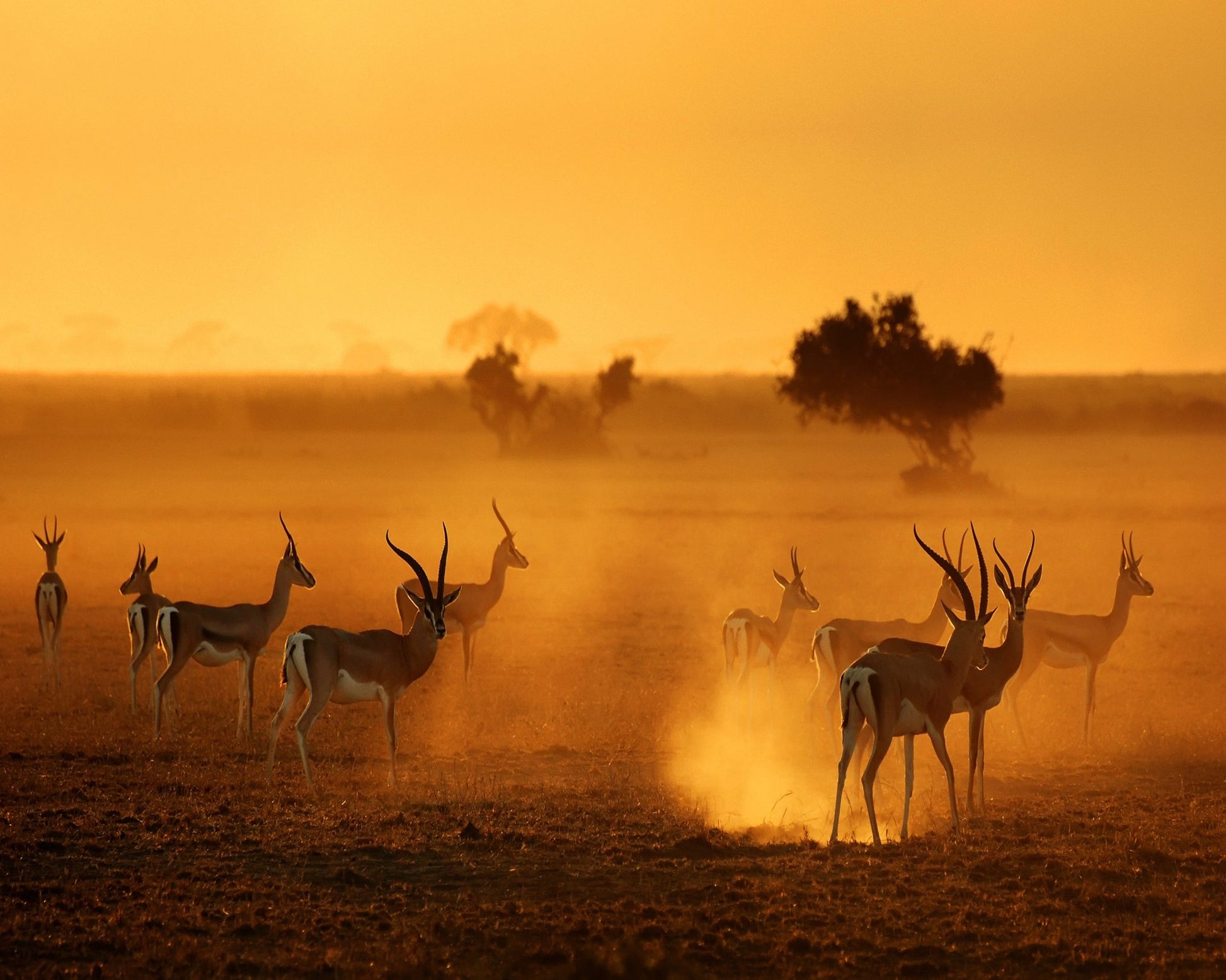 Antelope At Sunset