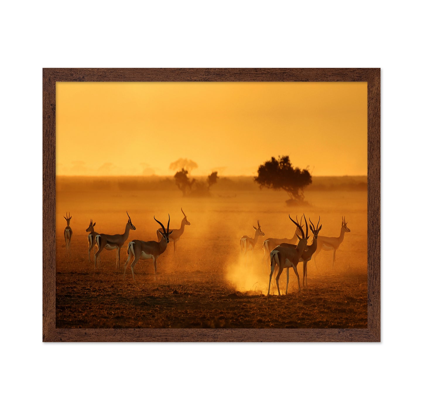 Antelope At Sunset